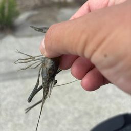 テナガエビ