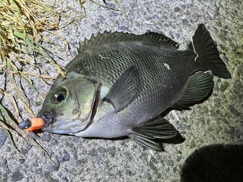 グレの釣果