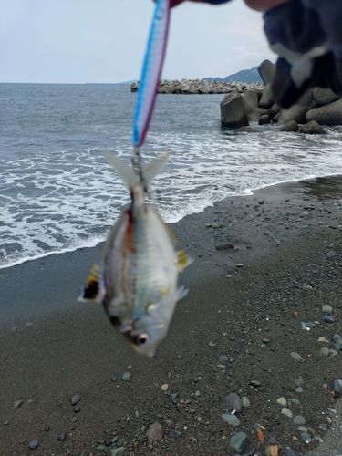 ヒイラギの釣果