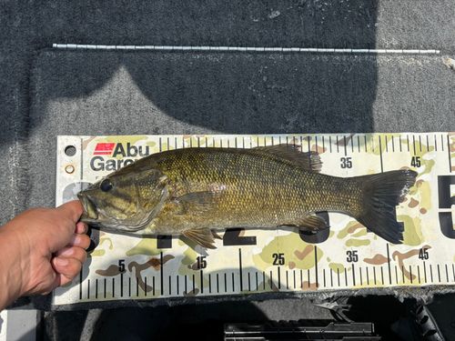 スモールマウスバスの釣果