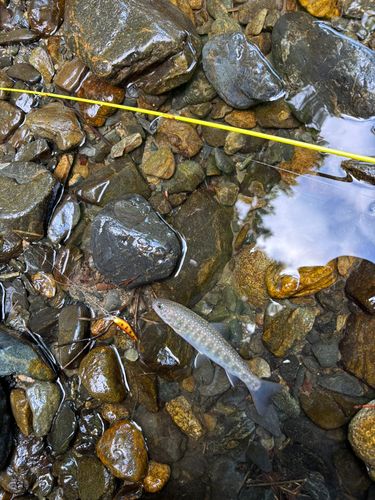 イワナの釣果