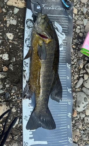 スモールマウスバスの釣果