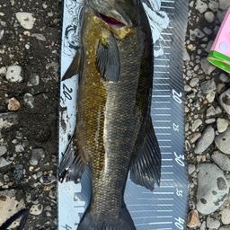 スモールマウスバス