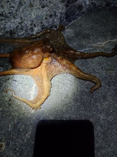 タコの釣果