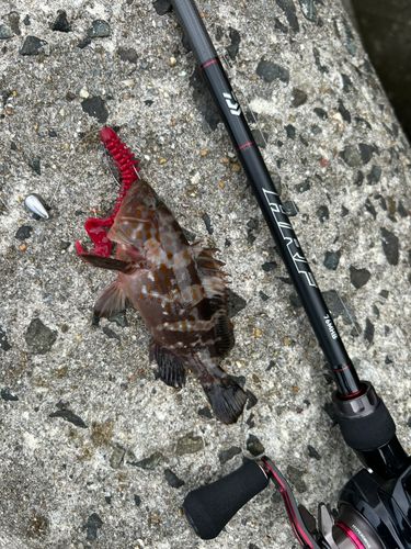 キジハタの釣果