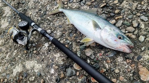 フクラギの釣果