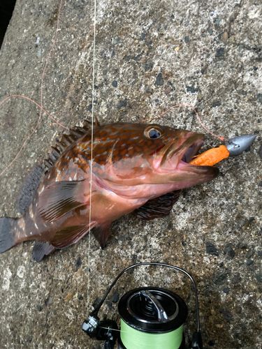 サゴシの釣果