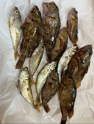 アジの釣果