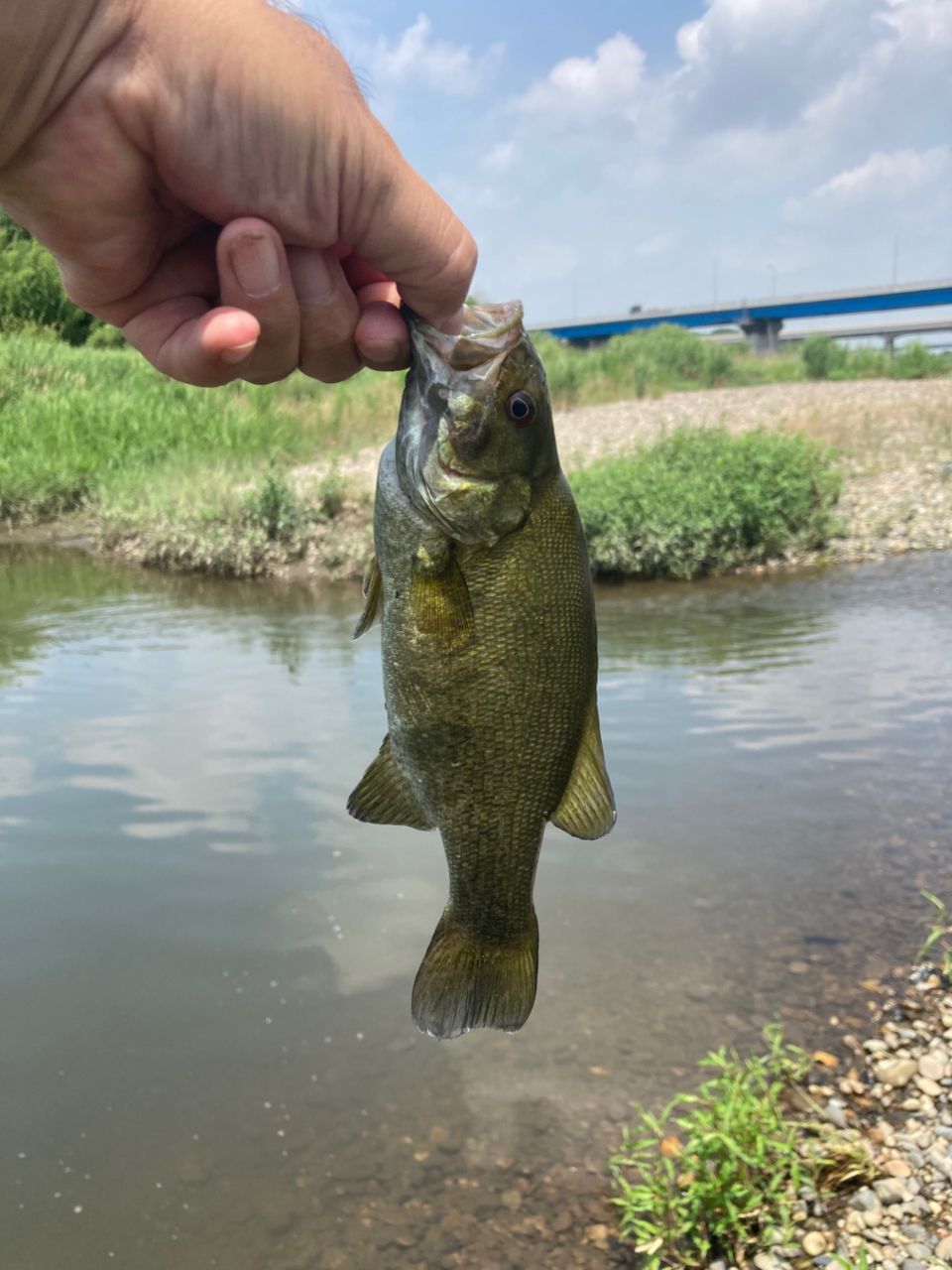 スモールマウスバス