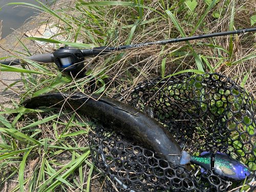 ライギョの釣果