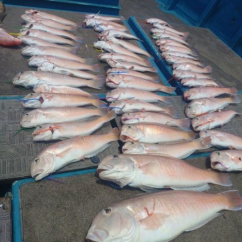 シロアマダイの釣果