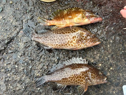 オオモンハタの釣果