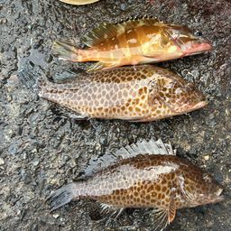 オオモンハタ