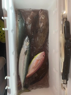 オオモンハタの釣果