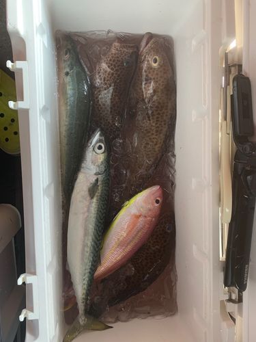 オオモンハタの釣果