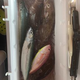 オオモンハタ