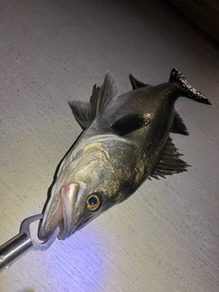 セイゴ（マルスズキ）の釣果