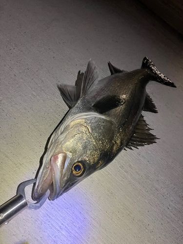 セイゴ（マルスズキ）の釣果