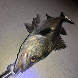 セイゴ（マルスズキ）