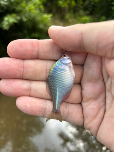 タイリクバラタナゴの釣果