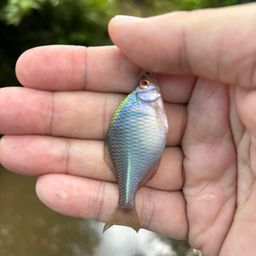 タイリクバラタナゴ