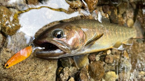 イワナの釣果