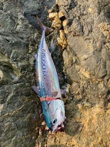 ヒラソウダの釣果