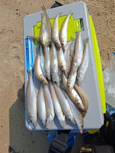 シロギスの釣果