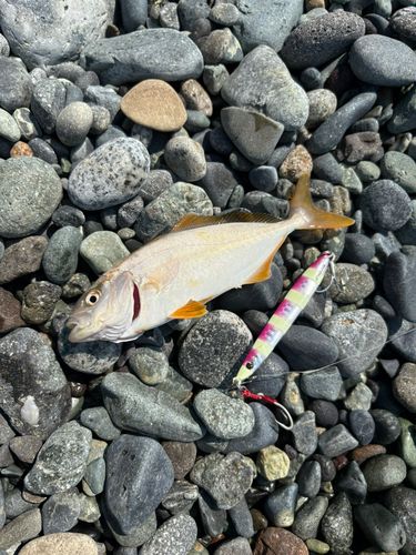 ショゴの釣果