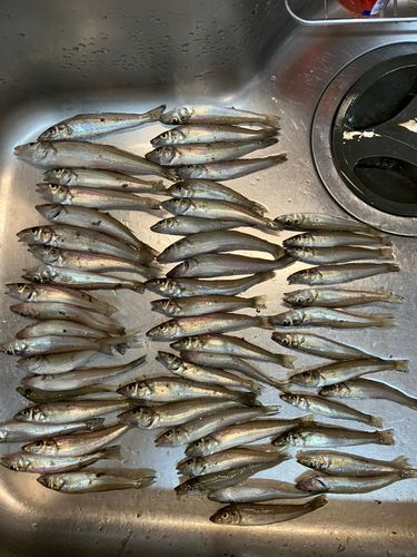 キスの釣果