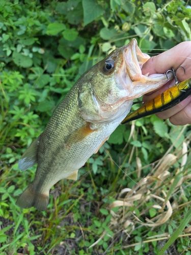 ブラックバスの釣果