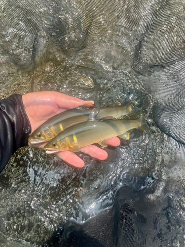 アユの釣果