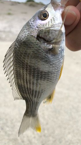 釣果