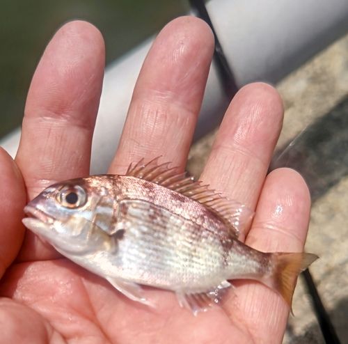 チャリコの釣果