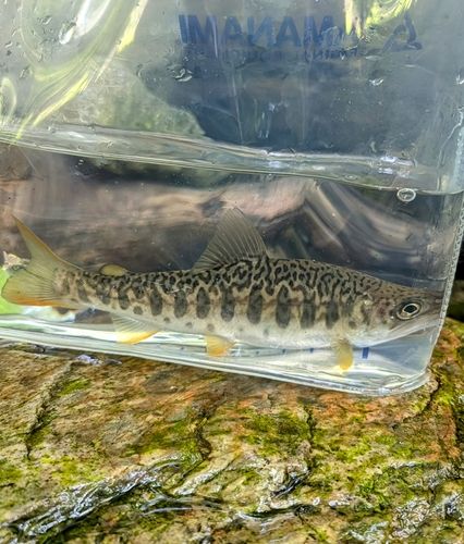 カワサバの釣果