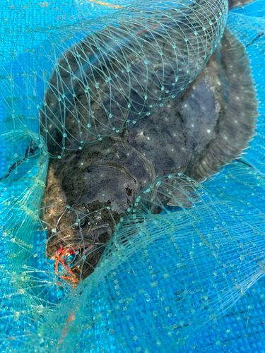 ヒラメの釣果