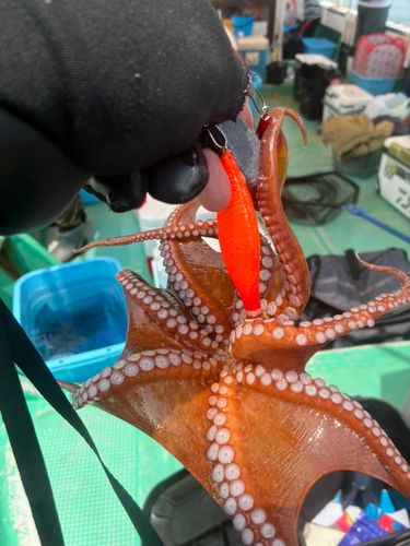 タコの釣果