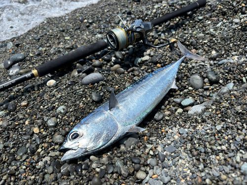 マルソウダの釣果