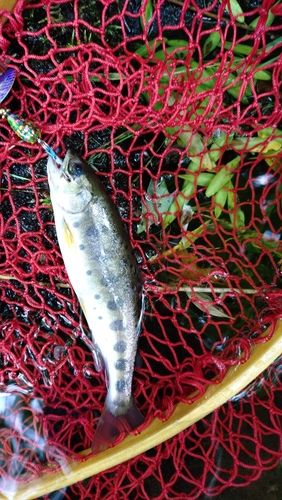 ヤマメの釣果