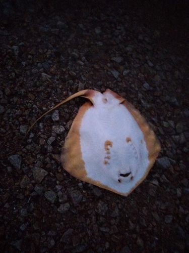 エイの釣果