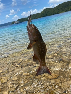 スジアラの釣果
