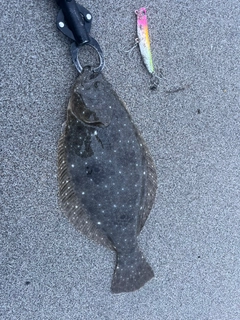 ソゲの釣果