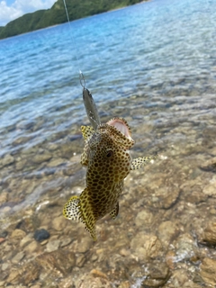 カンモンハタの釣果