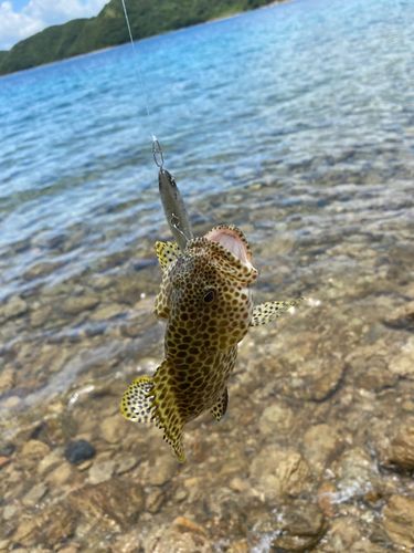 カンモンハタの釣果