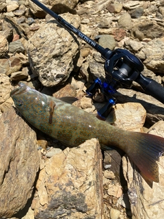 スジアラの釣果