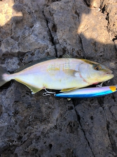 ショッコの釣果