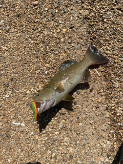 スジアラの釣果