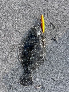 ソゲの釣果
