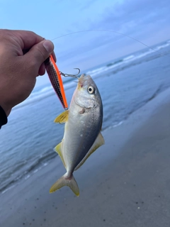 ショゴの釣果