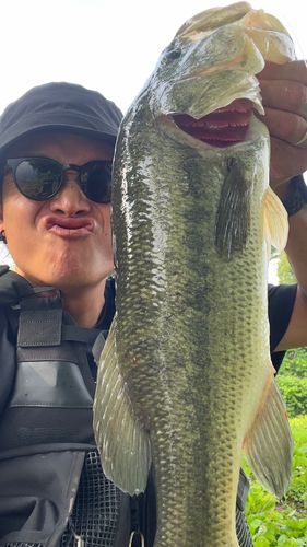 ブラックバスの釣果